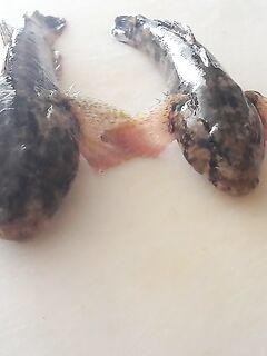 Кемер, реакция местных на улов