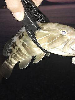 Кемер, классический джиг сработал