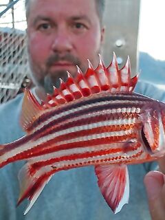 Кемер, отводной поводок и эксперименты с джигом