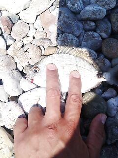 Кемер, первые поклёвки на хлеб и странные рыбы