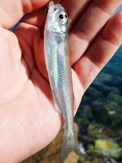 Кемер, непонятный малёк на побережье