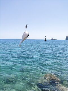 Кемер, поиски рыбы между баллонами и пятнистыми тенями