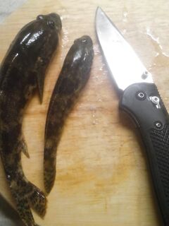 Бешеный клёв и откусанный поводок