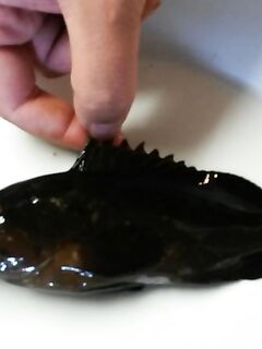 Морской окушок на сто грамм — сезон закрыт