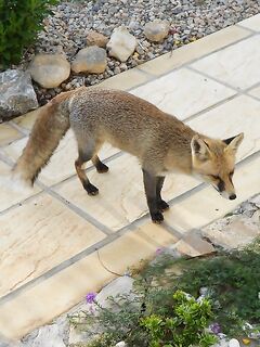 Осьминоги, тирольская палочка и тайский соус