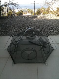 Крабы, весна и цветущая мимоза