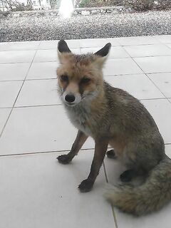 Лисица, кот и рыба