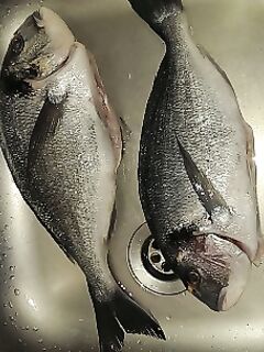 Дорада и первый успех с берега