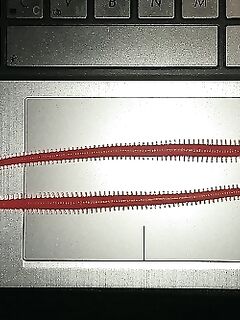 Китайские черви и ожидание рейса на Кипр