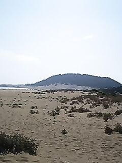 Полуостров Карпас и дикие ослы на дороге