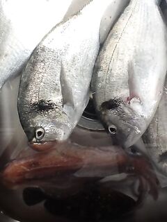 Боаз и маленький кренк, что всех удивил