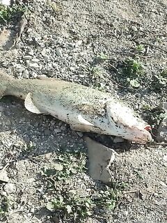 Кипр, финальный аккорд и три басса