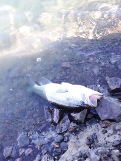 Канавью: утро и два по 800