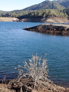 Ретроспектива: куст и розовый диван