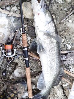 Курис: трёшка не та