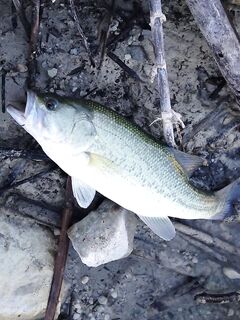 Финал поездки: 7 рыбалок, 3 часа Дипотамус, 40 секунд Курис