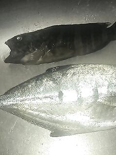 Утреннее море, сарган и жара