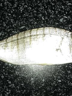 Пилькеры и сарган