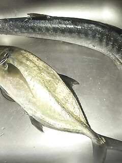 Шторм, барракуда и ставрида