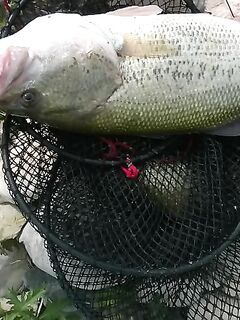 Апрельский Пафос и фатик от Tsuribito