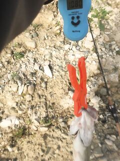 Аспро: килошник на каролину