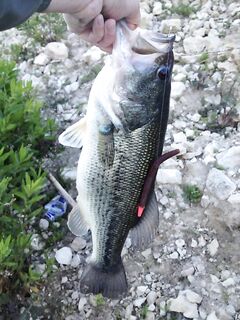 Курис: прощальный день и осенние планы