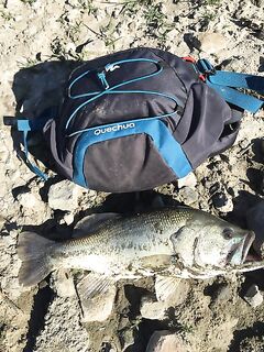 По следам форума — за кипрским бассом