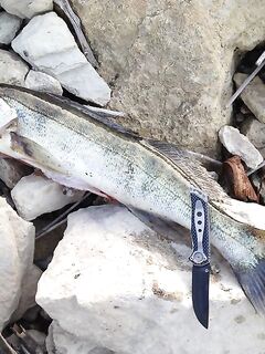 Гермасоя, Эврету и Курис: заметки о бассе