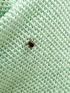 Клещи на Кипре — неожиданная напасть