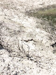 Змеи на Кипре и встреча у дороги к Сиськам