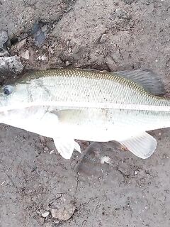 Хорнет, Ристорап и первый килошник