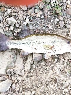 Один из первых бассов на Кипре