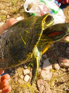 Mavrokolymbos: карпы вместо бассов