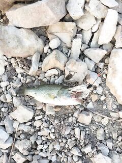 О приманках, Канавью и универсальном Niakis