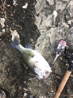 Барракуда на Кипре: волны, перчатки и форелевые блесны