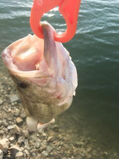 Гюрза и кипрский басс до килограмма