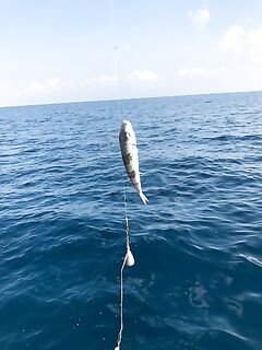 Аспра: битва спиннербейтов и победа белого ноунейма