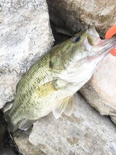Курис и падение воды: морская рыбалка с берега манит