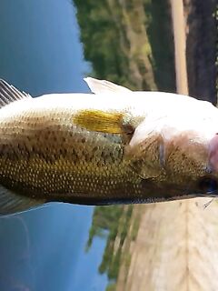 Канавью, пес-гость и четыре поклёвки подряд