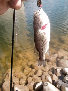 Кипрский басс: размер имеет значение