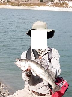 Эврету, судак на воблер под солнцем