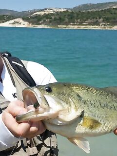 Весенний постнерестовый басс и золотое время кипрских дамб