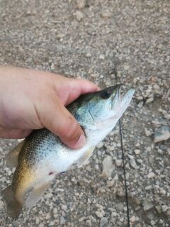 Морская рыбалка и пресная охота на Кипре: отпуск 2018