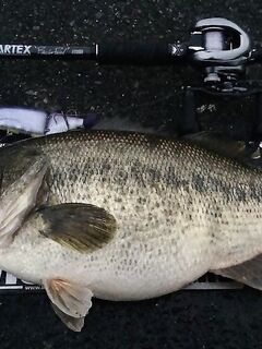 Сколько весит этот басс?