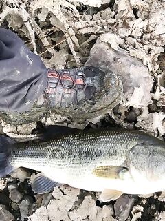 Басс под кустом и радость дня на Каннавью