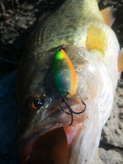 Басс на колебло, кто бы подумал