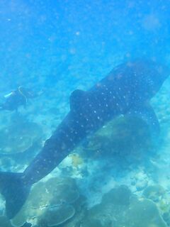 Про Кипр и карасиков с аквалангом