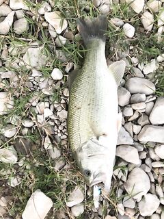 Испания вместо Кипра — басс не отпускает