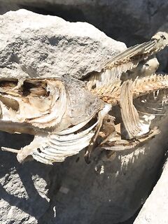 Вечерняя Эврету: салат и оранж