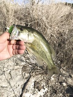 Попперное воскресенье и падение в кусты